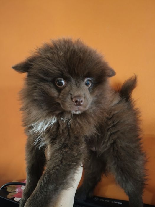 Spitz Alemão anão