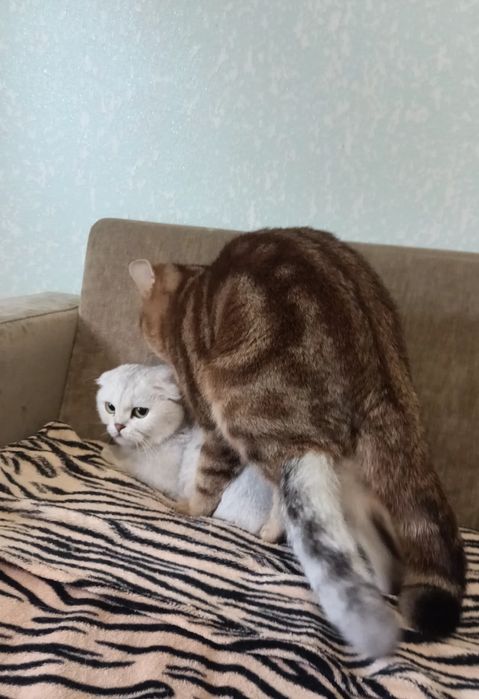 В'язка шотландського гостровухого