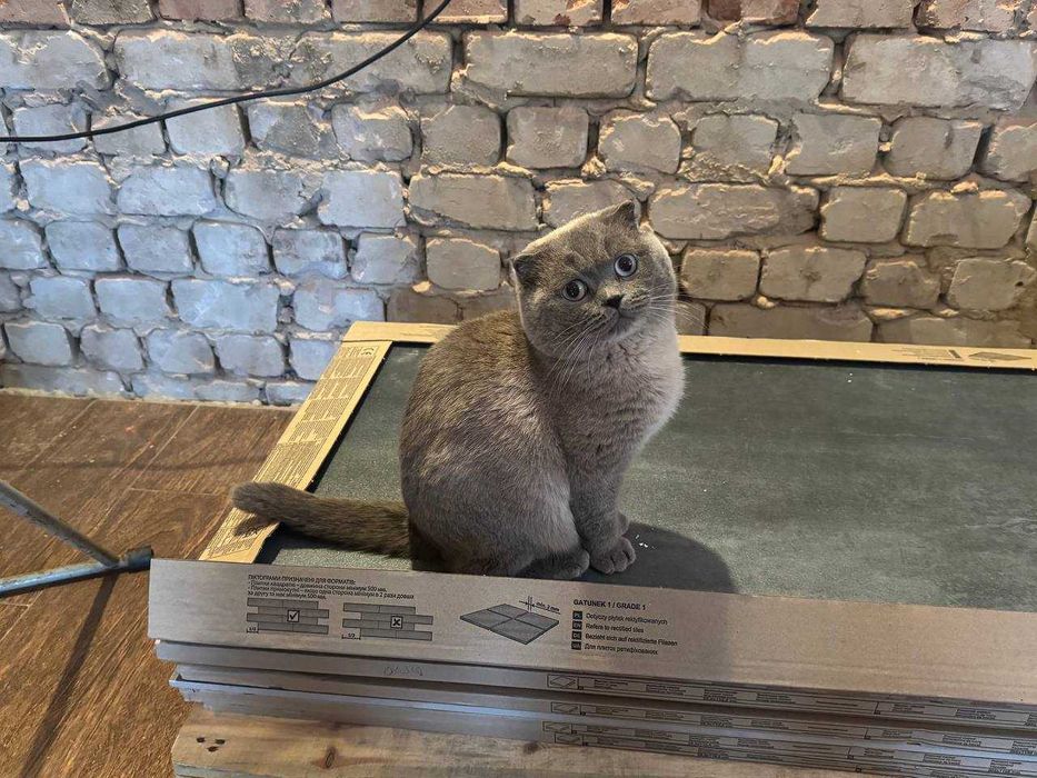 Вязка Шотландец Scottish fold blue point