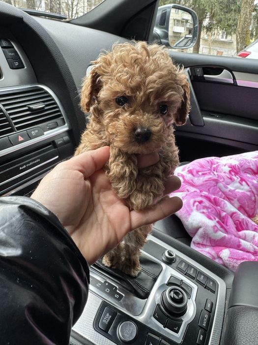 Шикарні мальтипу