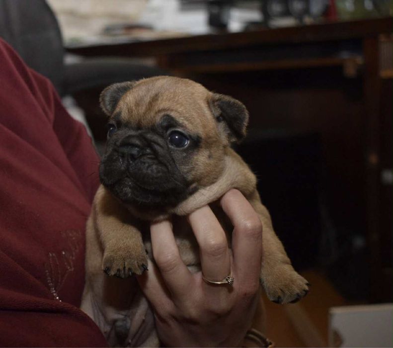 Buldog francuski Edzio