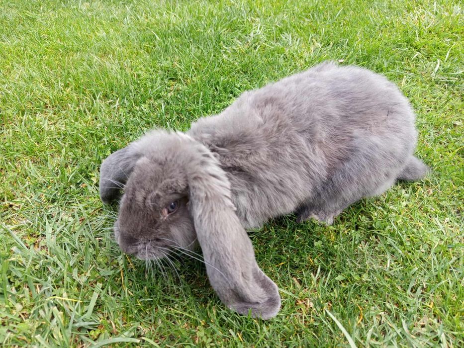 Króliki rasy baran francuski niebieski FBN Samczyki