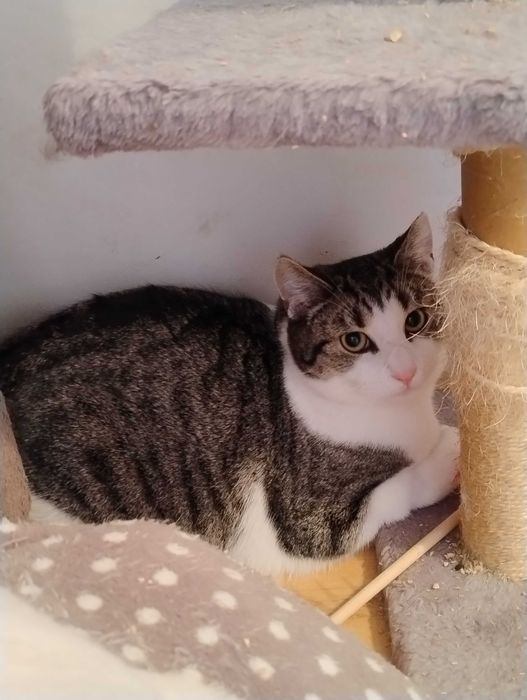 Piękny, duży Lord szuka swojego człowieka.