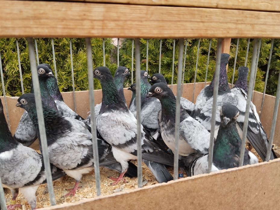 Deresze gołębie ozdobne