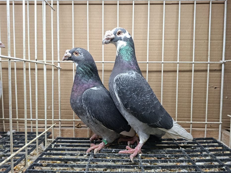 Gołębie Staropolskie