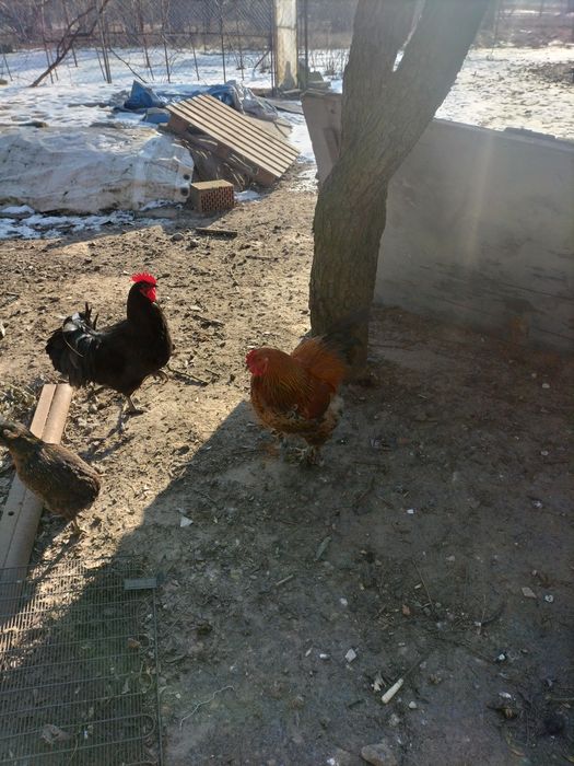 Sprzedam koguty ozdobne