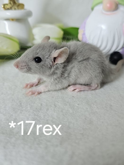 Szczur szczurki szczury