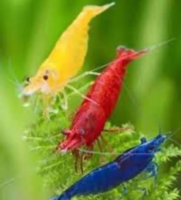 Guppys e camaroes para venda