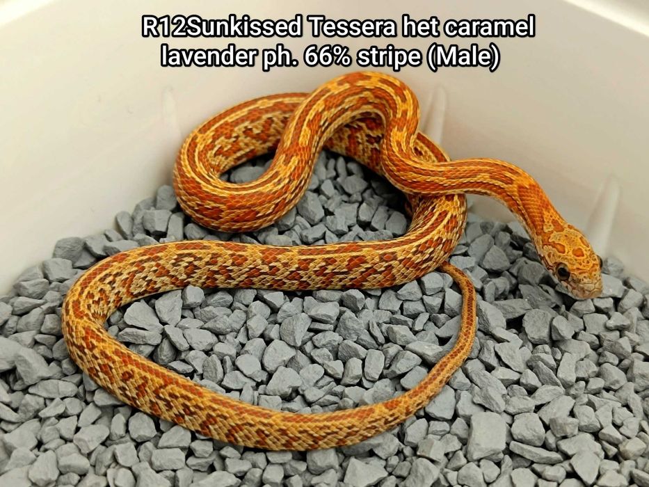Wąż zbożowy / Sunkissed Tessera het caramel, lavender ph. 66% stripe