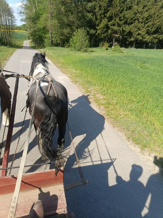 Klacz srokata piecio letnia