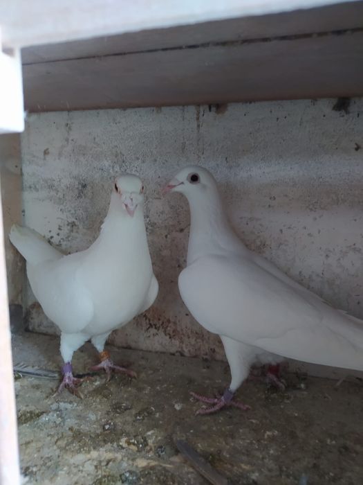 Gołąbki pocztowe białe