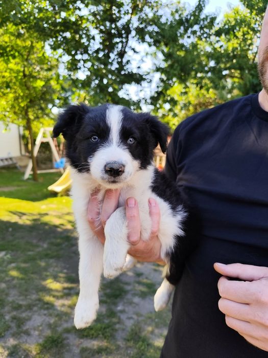 Border Collie Gotowe do Odbioru.