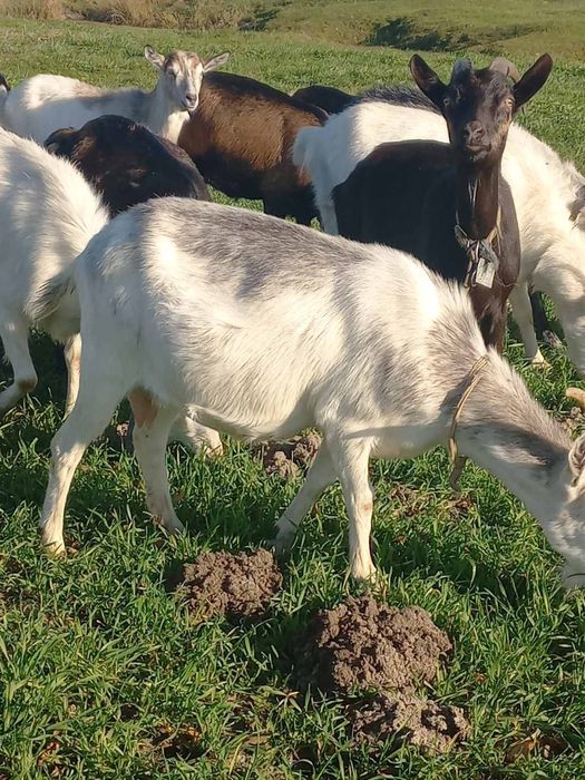 Продам кози, ціна договірна
