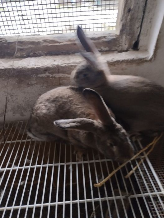 Królik króle sprzedam