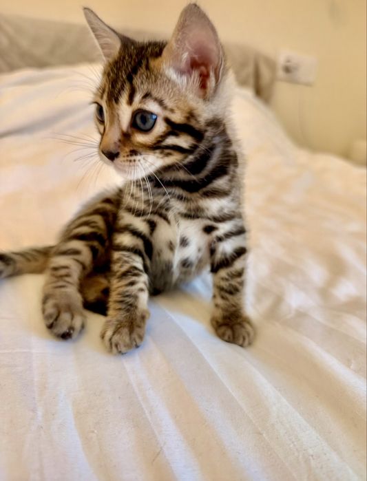 Продаж кошенят бенгалів