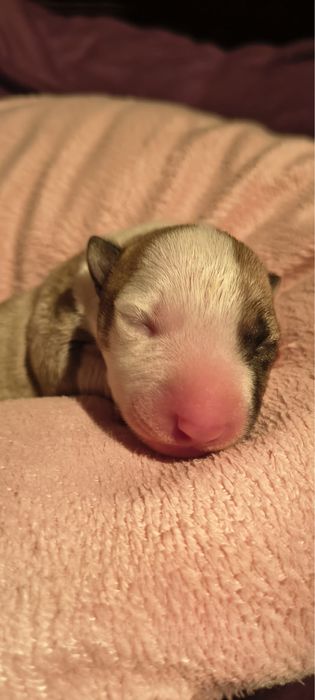 Bulterier miniaturowy