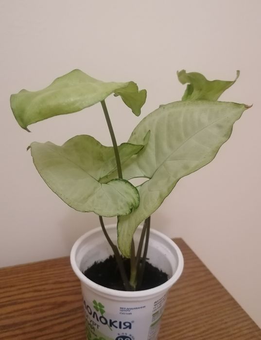 Кімнатні рослини