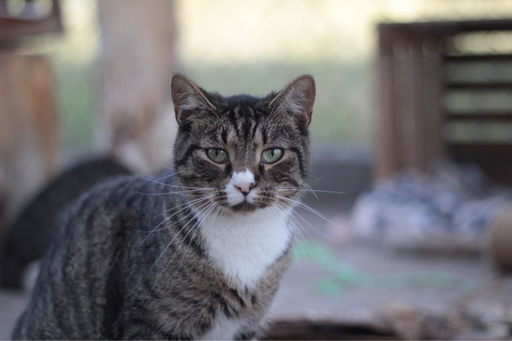 Spokojny, delikatny i młody Chips czeka na szansę na dom!