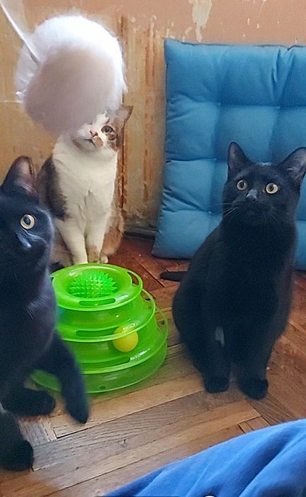 Красивий лагідний пантерчик, котик, кошеня,  кіт, котята, кошенята