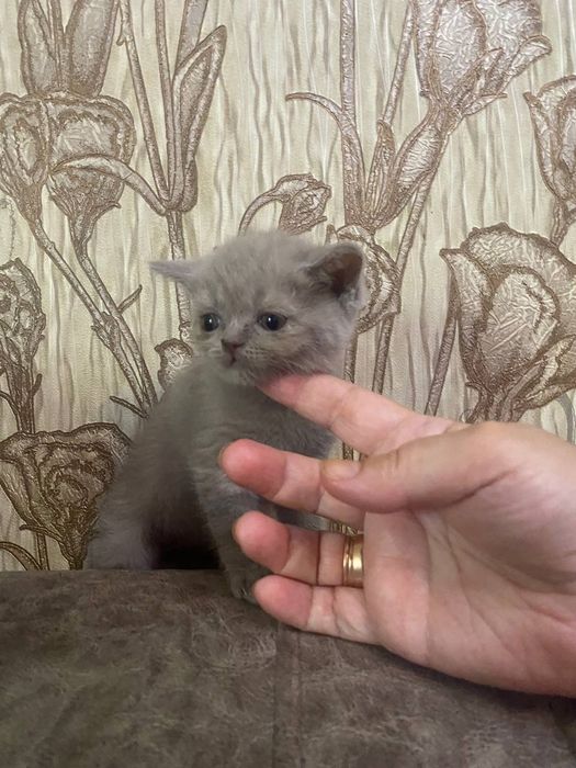 котики шотландские