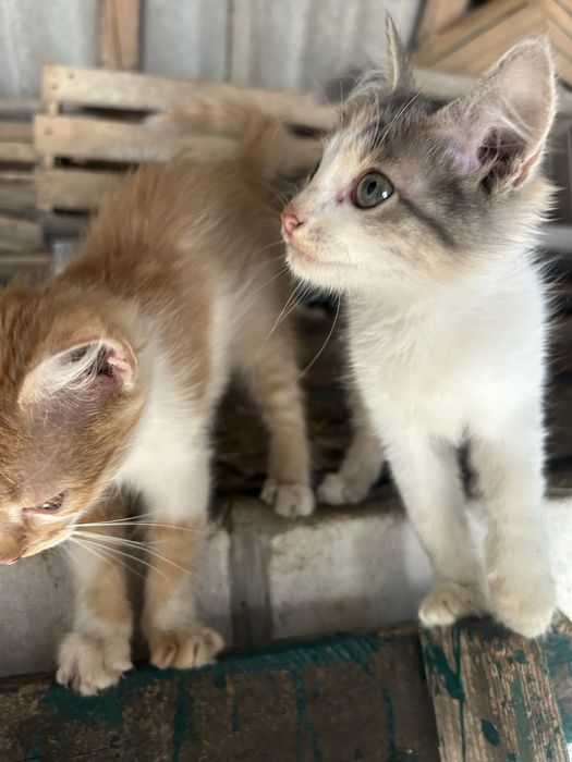 Кошенята , безкоштовно