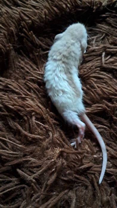 Пацюки кучеряві дамбо  рекс.