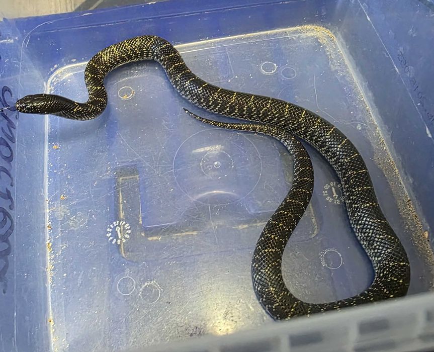 Lampropeltis L.g Splendida nie wąż zbożowy