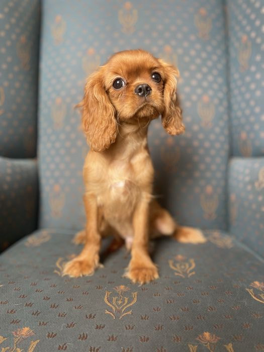 Cavalier king charles spaniel