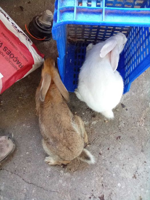Vendem-se Coelhos Caseiros