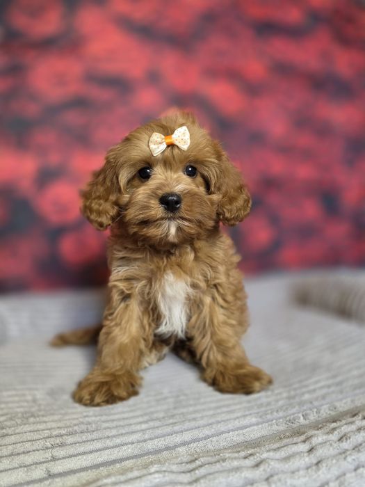 XXS MINI mały, karmelowy książę Cavapoo Cavadoodle F1, badania, wyprawka, hodowla z tradycją