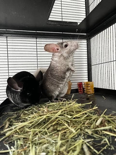 Сіно сено солома в тюках, в мешках с доставкой по нп.