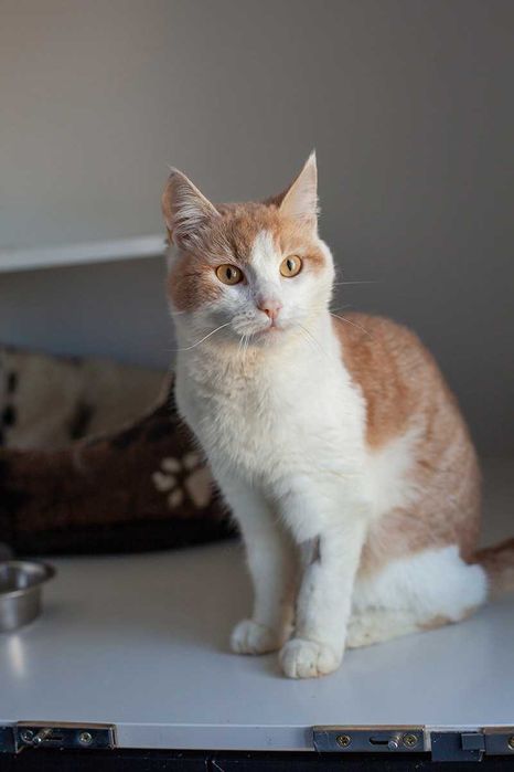 Віддам у добрі руки