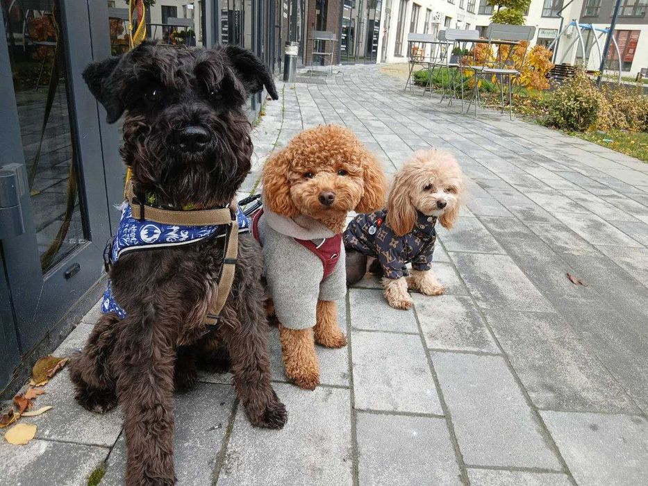 Перетримка тварин у Львові — від 500 грн Готель для тварин без кліток.