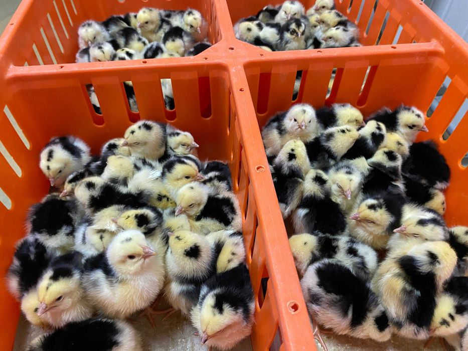 Kurczaki pisklęta nioski, brojlery, Leghorn, Greenshell, Sussex, Rosa