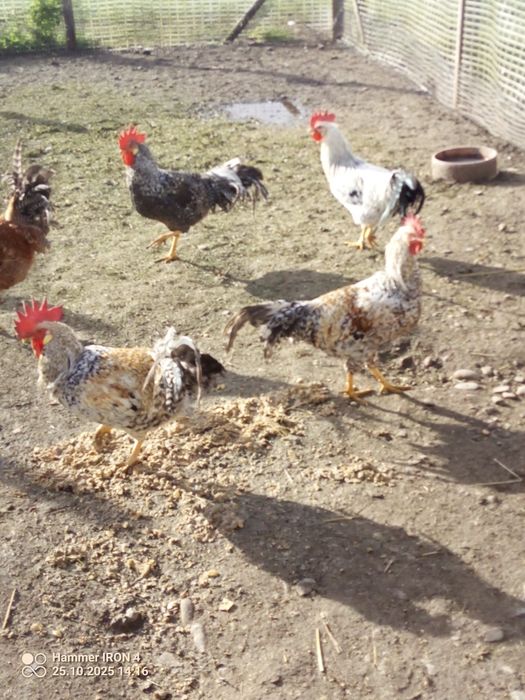 Sprzedam koguty ozdobne