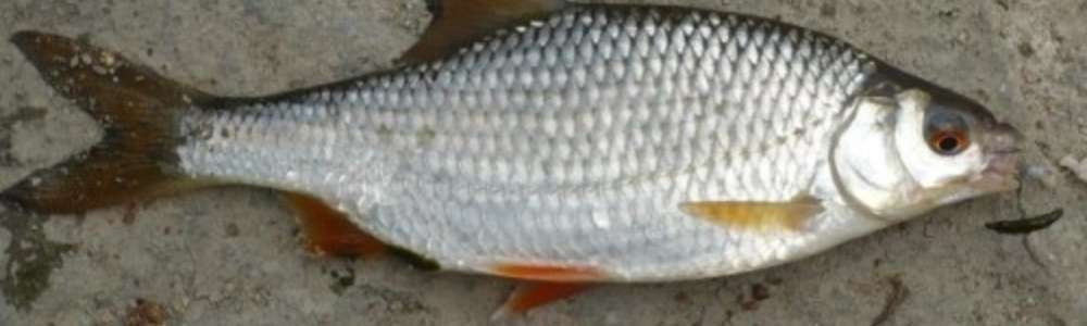 Płoć zarybieniowa 10-20cm