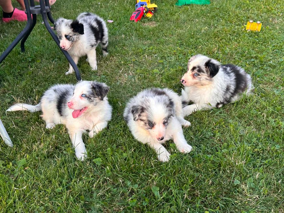 Border collie - śliczne