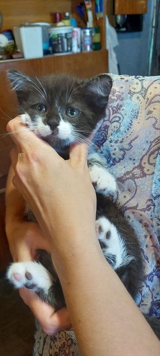 Котята британцы ищут заботливых хозяев