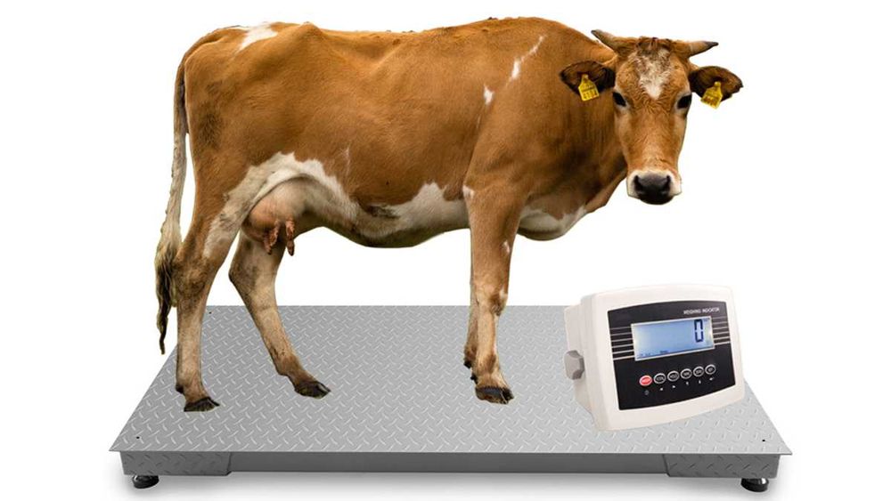 Rolnicza Waga Inwentarzowa 1,2x2,2m 5T 5000kg Bydła Krów Byków Świń
