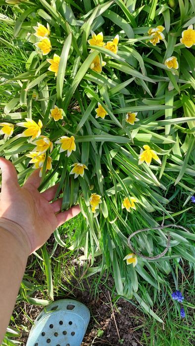 Цибулини .ботанічний тюльпан,мускарі,рябчик імператорський.