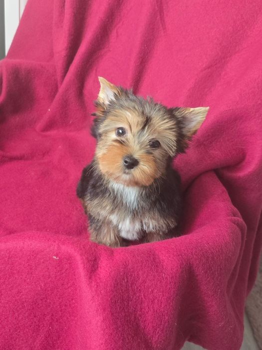 Suczka Yorkshire terrier