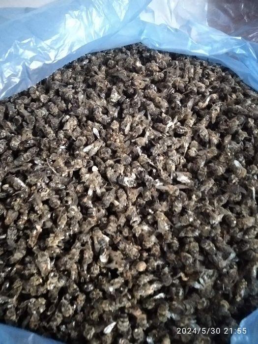 Продам мор бджіл