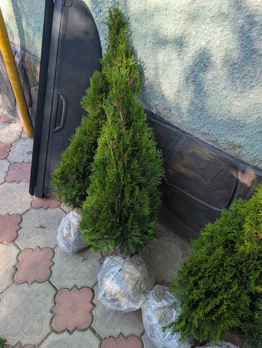 Туя Колумна. Туя смарагд. Самшит. Голуба ялинка. Вічнозелені рослини