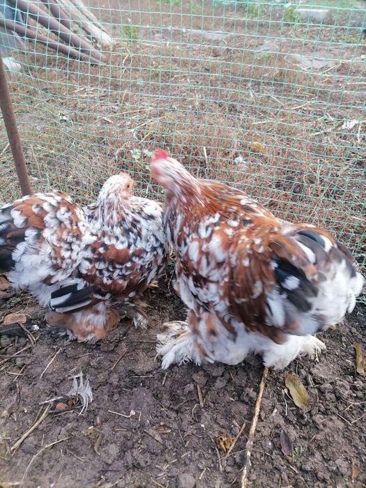 Продам кохінхін карликовий