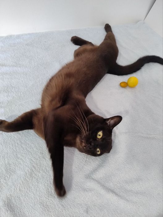 Бурма Європейська,соболиний хлопчик