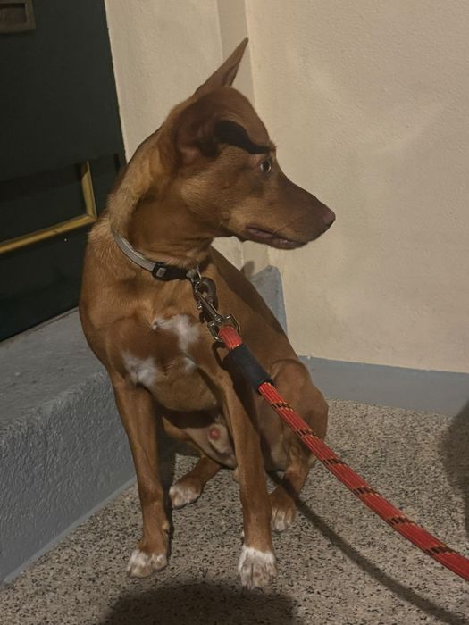 Dou o meu Pequeno Pluto.