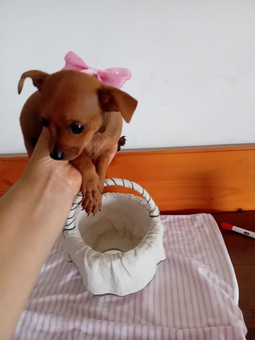 Pinscher Miniatura