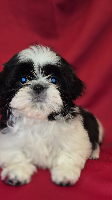 Shih Tzu suczka czarno -biała