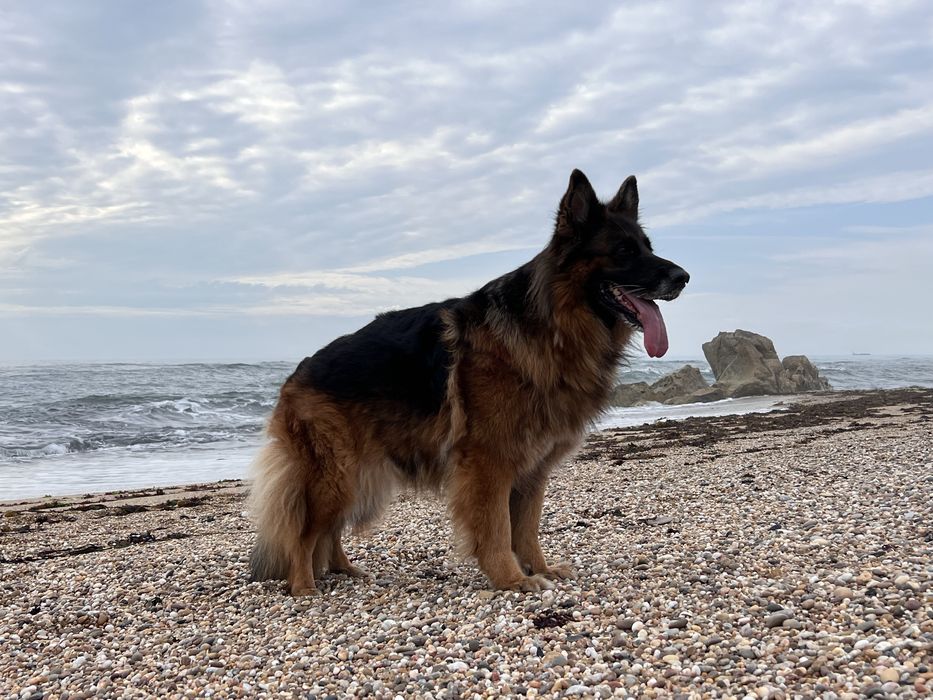 Dog Walking e Pet Sitting