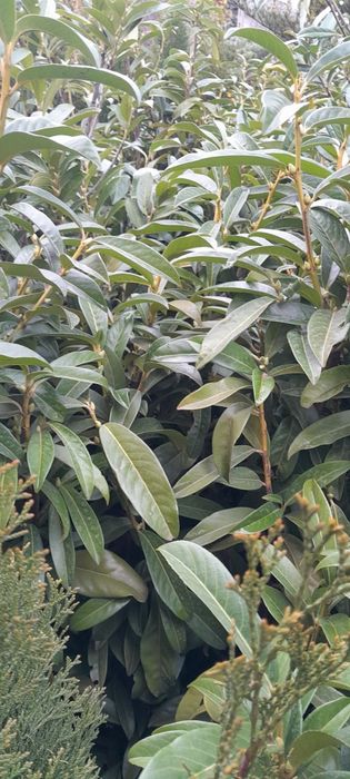 Laurowiśnia 120-150cm ukorzenione, donica